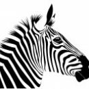 Rochester Zebra Open