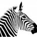 Rochester Zebra Open