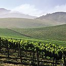 One of Many Paso Vineyards 