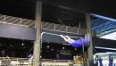 Danell Leyva - High Bar - 2011 Winter Cup Challenge Day 1 - 16.00