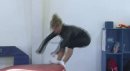 Shawn Johnson Comeback Training
