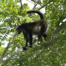 Tikal B (20)