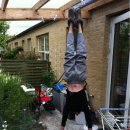 International Handstand Day Photo Album