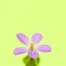 all the small things by pqphotography d3fsztq