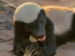 Lindine Is A Honey Badger