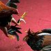 0 61 012407 cock fight