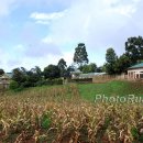 Complex1 LKiplagat11