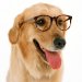 Animals Dogs Wearing glasses Dog 005508 
