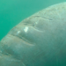 Coverage Photos from Manatee scars and unique features