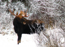Chased by a Moose (Canadian Off-Season)
