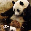 McKayla is not impressed by the famous sneezing panda 819 views