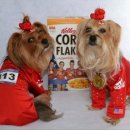 Dogs as Team USA Gymnasts for Halloween 