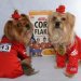 Dogs as Team USA Gymnasts for Halloween 